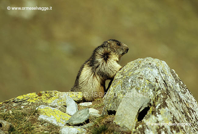 Marmotta 10-22-05